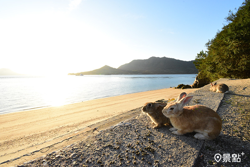 瀨戶內海上的兔子樂園-大久野島，被可愛呆萌的兔子們圍繞，幸福感上昇。