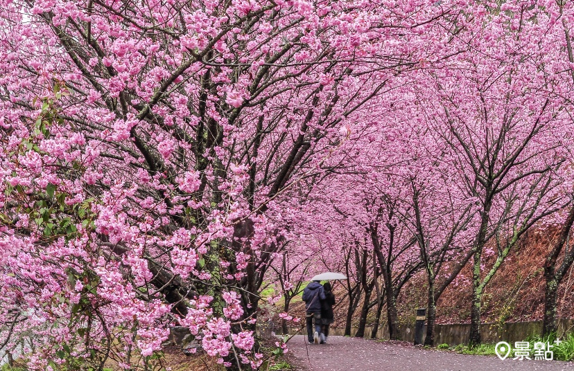 武陵農場櫻花季每年都吸引大批人潮前往賞花、搶訂住房與專車。(圖／可樂旅遊，以下同）