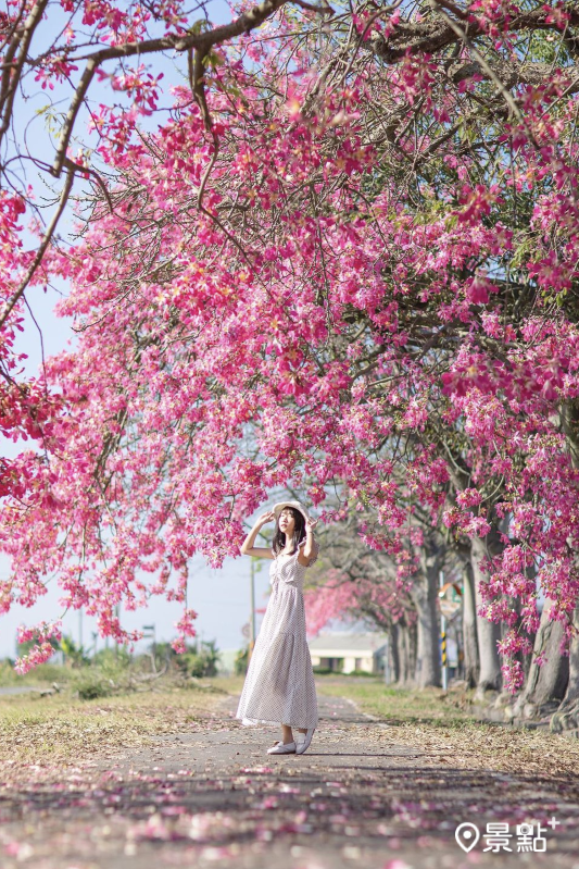 香田國小美人樹步道花期約落在9月底至11月。（圖／pierrehuang）