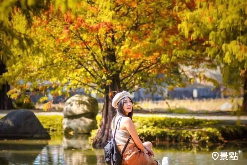 經典青埔落羽松秘境的三色漸層美景，吸引網友前往拍照。（圖／tzuyun0219）