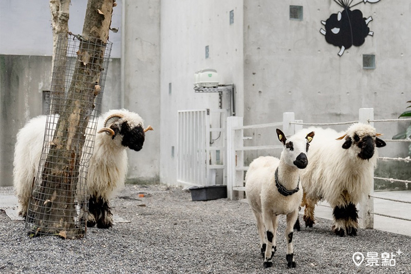 房客還可免費入園爆紅咖啡廳黑RURU CAFE欣賞可愛的瓦萊黑鼻羊及新萌寵「熊貓羊」。