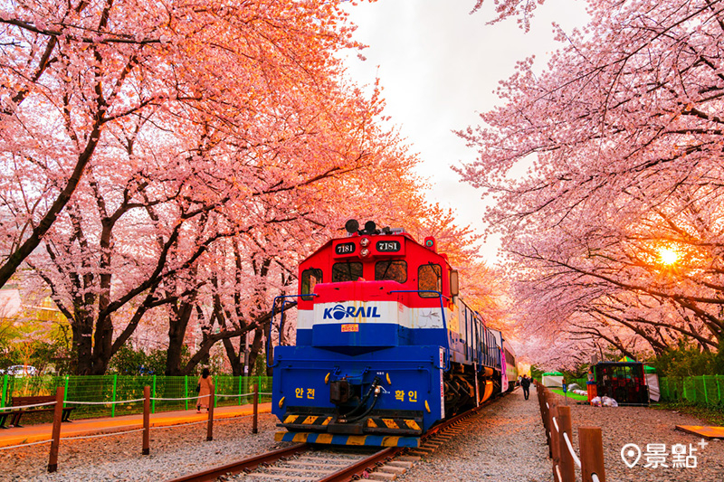 釜山最具特色的賞櫻點-慶和火車站著名的鐵道櫻花。