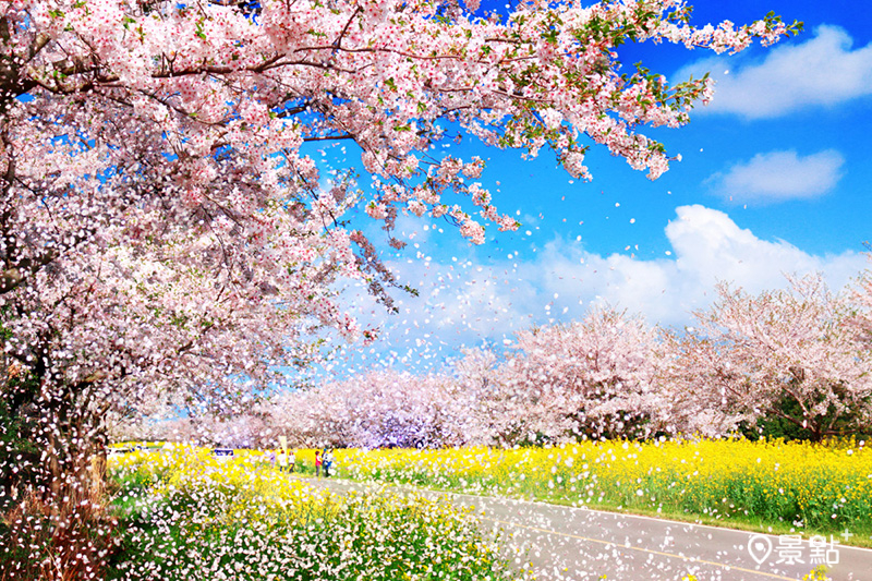 濟州「鹿山路」以櫻花與油菜花交織而成的雙色大道聞名。