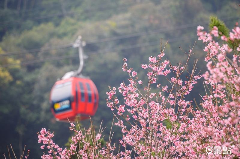 到南投九族文化村搭纜車賞櫻花，還能暢玩遊樂設施。