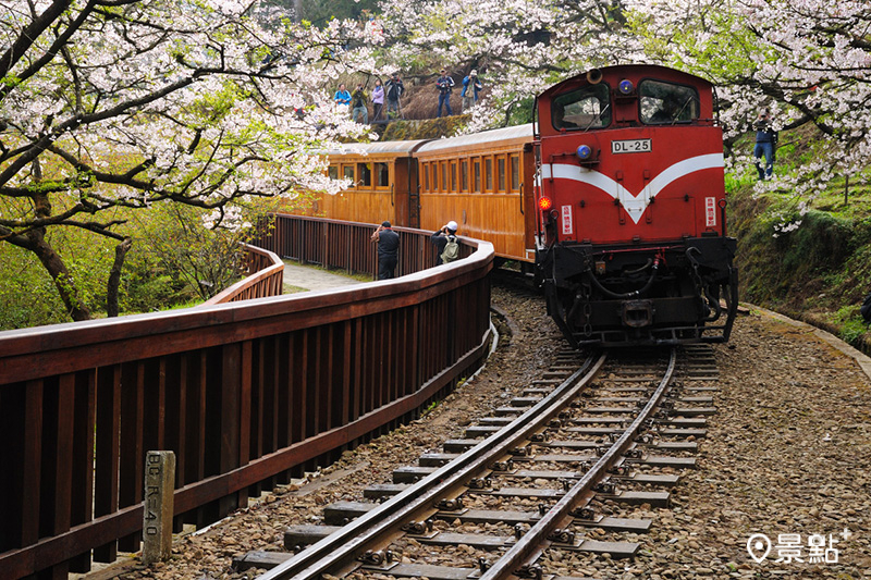 阿里山搭小火車賞櫻宛如穿梭在粉紅隧道。