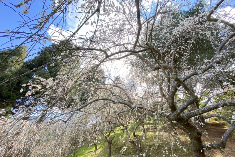 新竹雪霸休閒農場梅花。（圖／雪霸休閒農場，以下同）