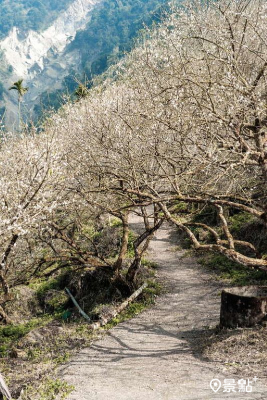 台南梅嶺風景區梅花。（圖／台南市政府）