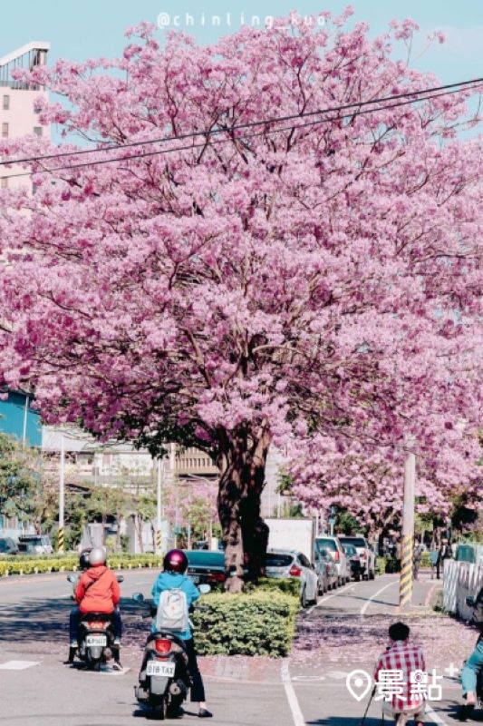 台中和平國小風鈴木。（圖／chinling_kuo，以下同）