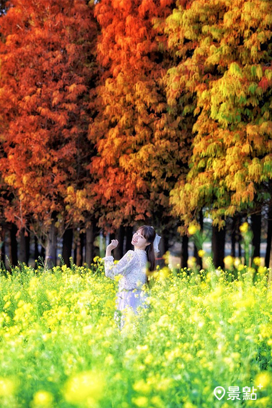往年大村落羽松搭配金黃油菜花美景。（圖／qqsweet1982）
