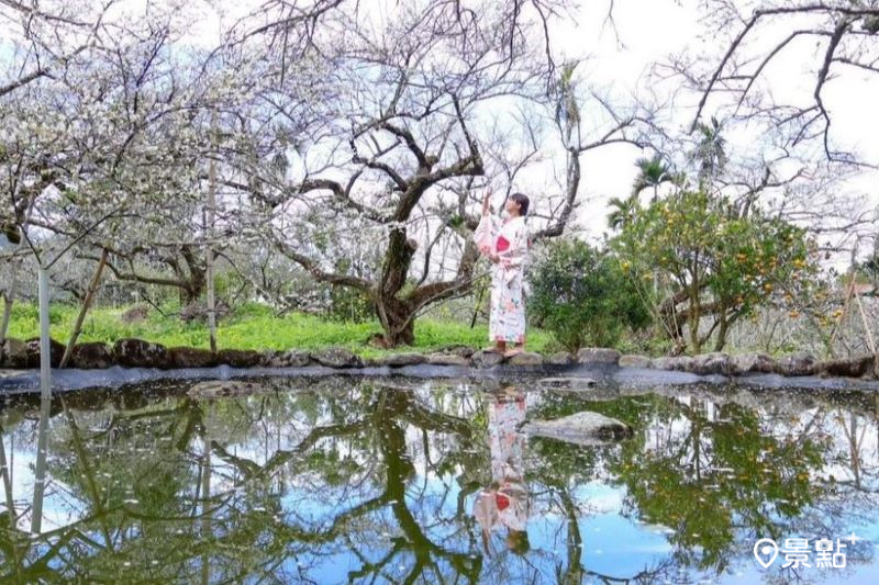 「烏松崙森林渡假營 石家梅園」鏡面梅花海吸引網友前往取景。（圖／pho_traveler_joe）