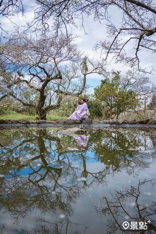 「烏松崙森林渡假營 石家梅園」鏡面梅花海，拍攝於2023年12月30日。（圖／syl.vialife）