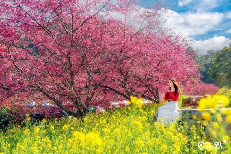 阿本農場櫻花海同框油菜花，吸引網友前往取景。（圖／molly888666）