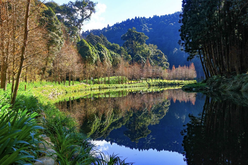 杉林溪森林生態渡假園區水岸水杉美景。