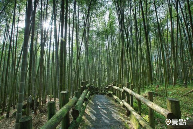 絕美竹林景色是迷糊步道一大特色。（圖／嘉義縣文化觀光局）