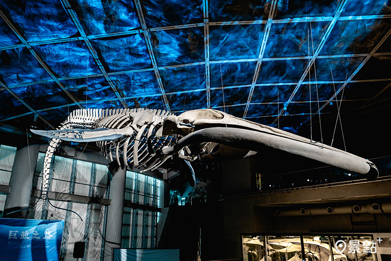 眾所矚目的藍鯨骨骼，以全長20公尺、63節椎體、1公噸重的身軀，遨遊在世界水域館上方。（圖／國立海洋生物博物館，以下同）