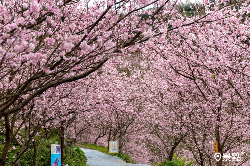 4000棵粉色櫻花海花期公布！夜櫻點燈賞櫻地圖開園時間一次看