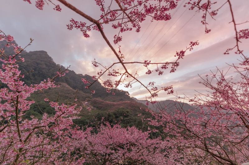 （圖／三峽大熊櫻花林）