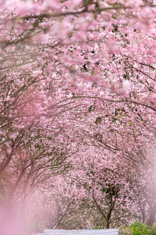 香水櫻花景。