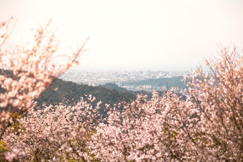 染井吉野櫻花景。