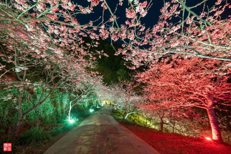 （圖／三峽大熊櫻花林）