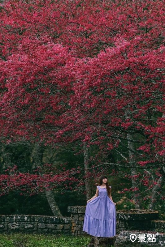 觀山休息區桃紅色山櫻花景，拍攝於2024年1月13日。（圖／molly888666，以下同）