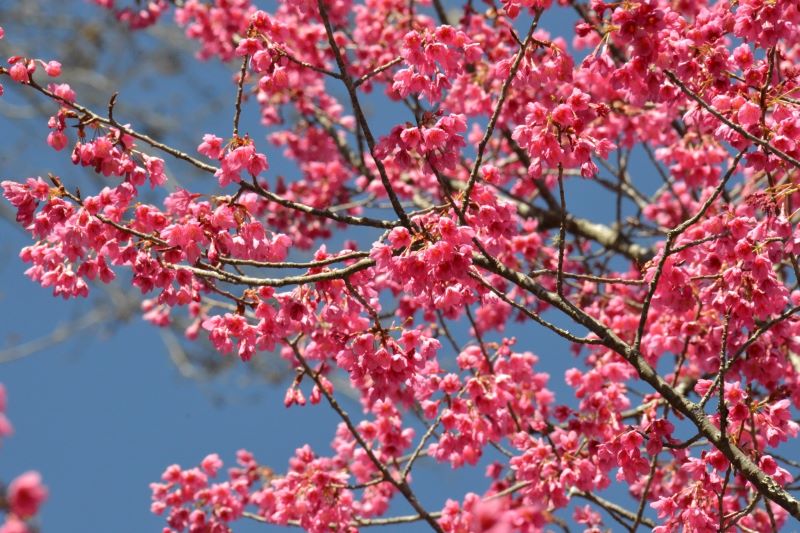 山櫻花（緋寒櫻）花景。（圖／玉山國家公園，以下同）