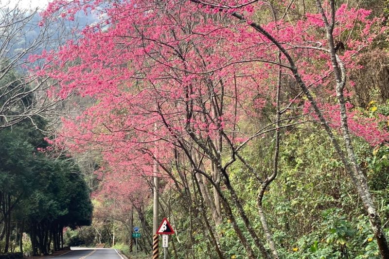 台21線121K山櫻花景。（圖／玉山國家公園）