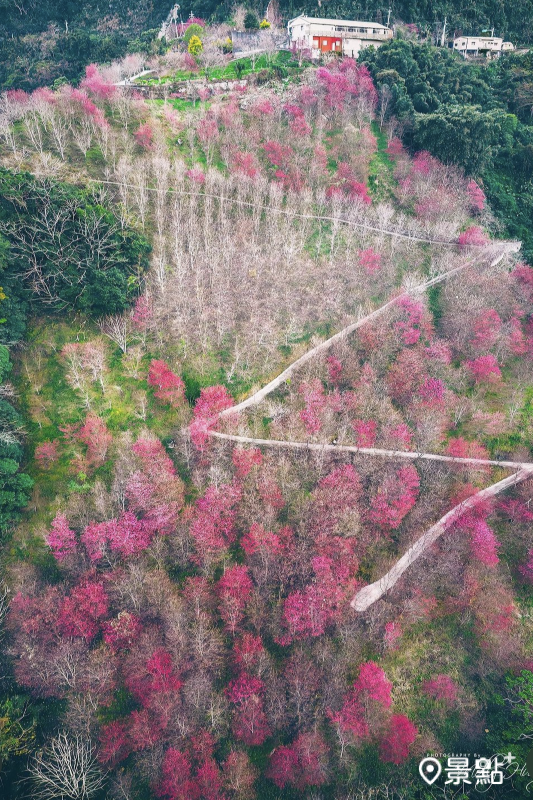 望高茶園Z型櫻花海步道美景，拍攝於2024年1月13日。（圖／molly888666，以下同）