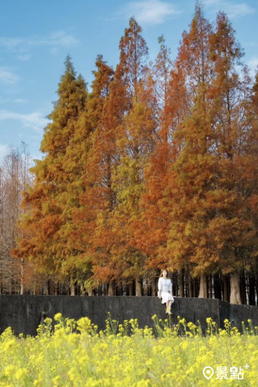 三義土地公落羽松同框油菜花美景，拍攝於2024年1月7日。（圖／apple690523）