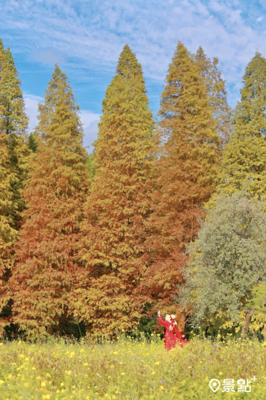 橫山落羽松祕境同框油菜花美景。（圖／3more_hi4，以下同）