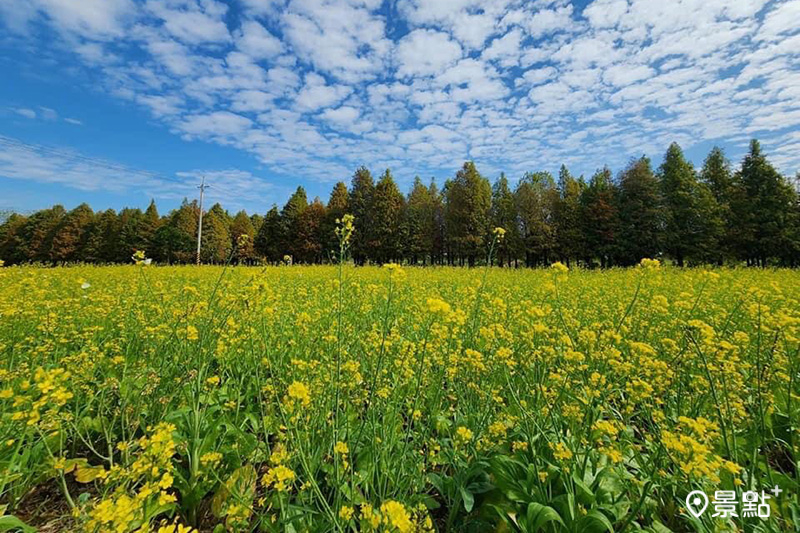 六甲落羽松同框油菜花美景。（圖／台南市政府）