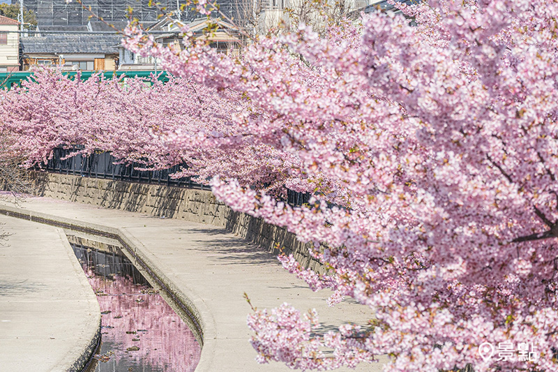 抓緊冬季尾巴，搶先看京都最早開花的河津櫻！