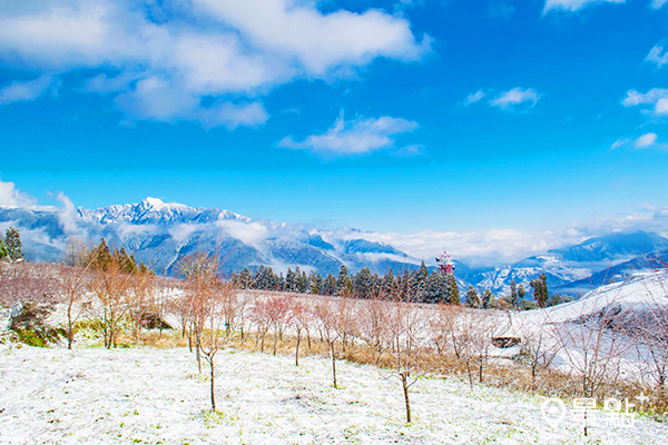 福壽山農場雪景 (圖／福壽山農場)