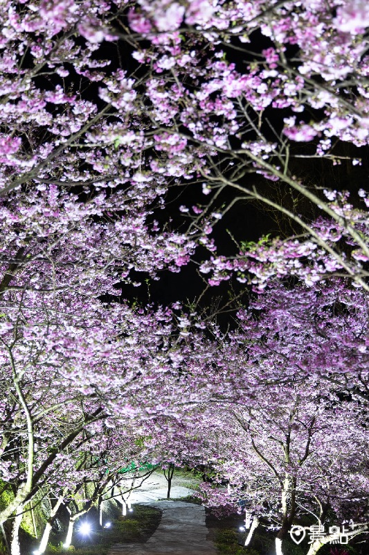 (圖／三峽大熊櫻花林）