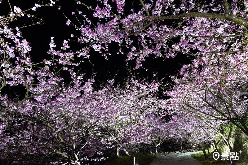 (圖／三峽大熊櫻花林）