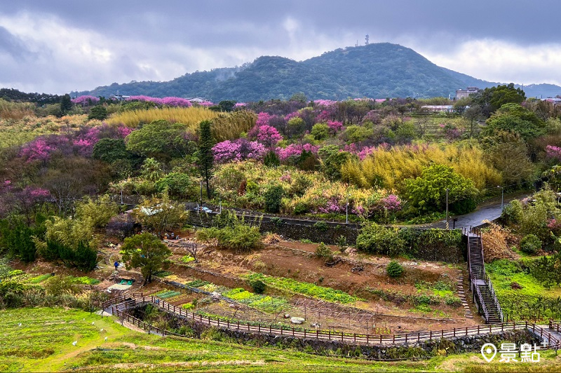 鵝尾山水田的櫻花遠景景觀。(圖／台北市政府)