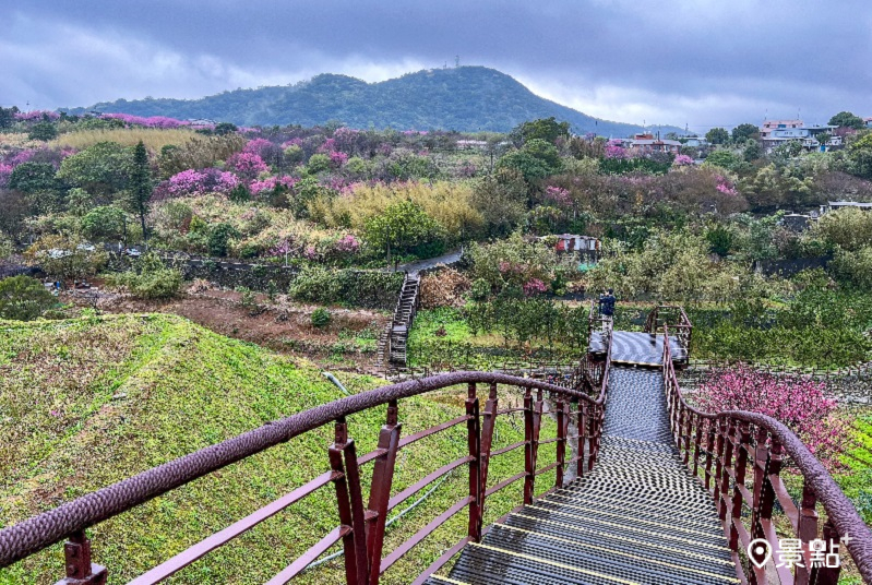 稻浪棧橋沿途欣賞櫻花美景。(圖／台北市政府工務局大地工程處)