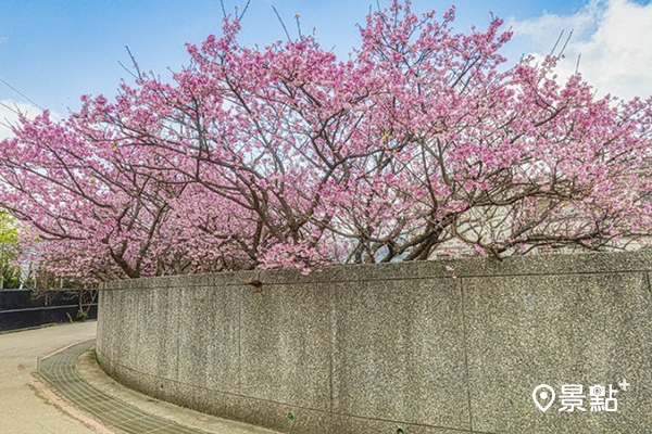 往年櫻花綻放時的美景。 (圖／tw_wei0717)