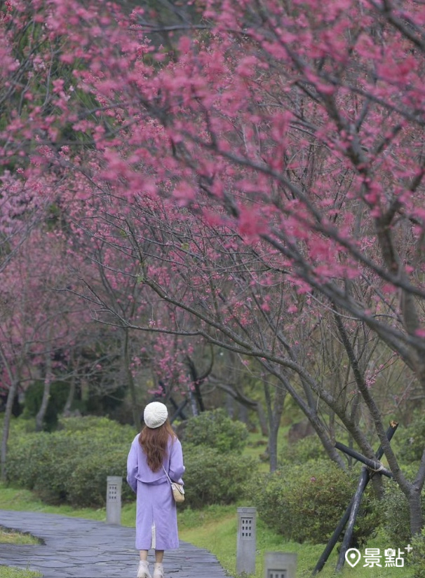 陽明山公園寒櫻率先綻放，山櫻花已接力盛開。（圖 / yijiun_lee，以下同）