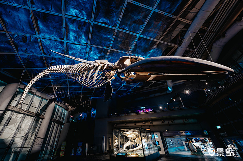 海生館2024全新常設展《巨鯨之路》重現藍鯨下潛姿態。