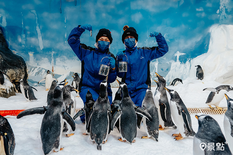 被企鵝群包圍讓許多遊客興奮值爆表。
