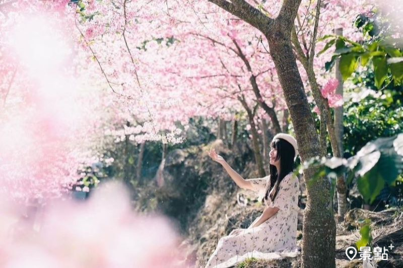 粉紅櫻花隧道山谷秘境！免費賞櫻景點美拍角度一次分享