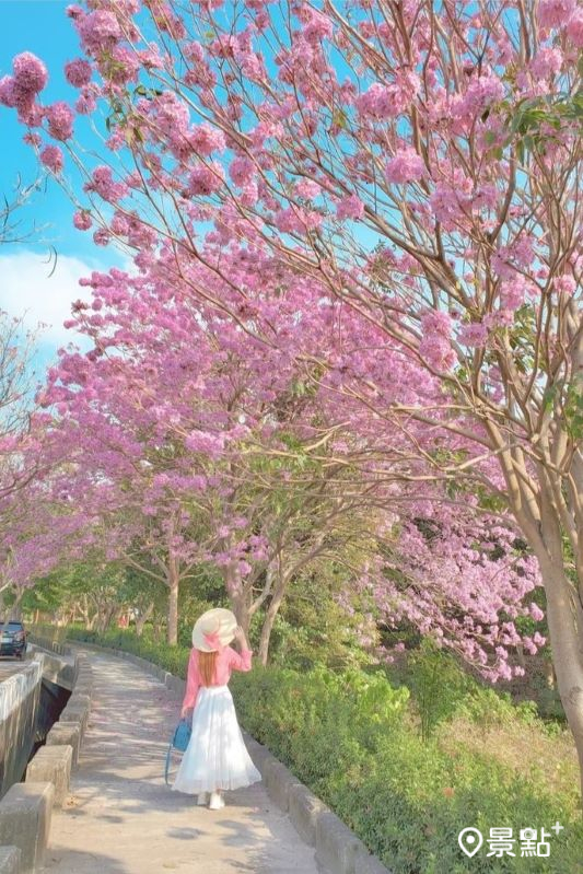 拍攝於2024年1月20日的荖藤里粉紅風鈴木花景。（圖／3more_hi4）