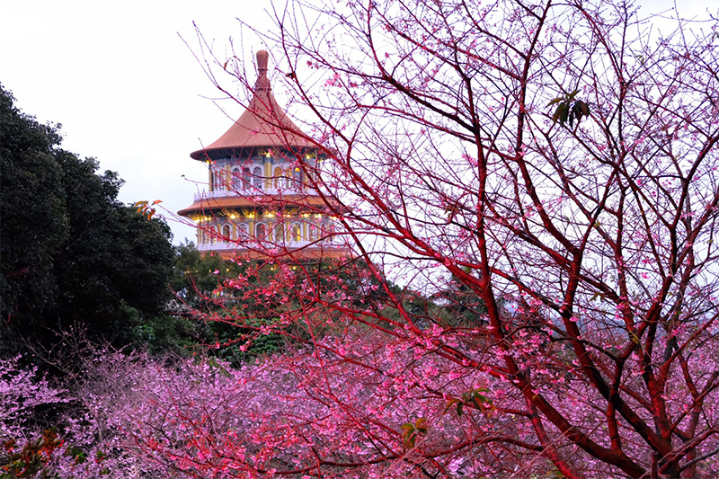 新北蒔花好綻-2024花見櫻花季中的天元宮櫻花季登場。（圖／新北市政府，以下同)