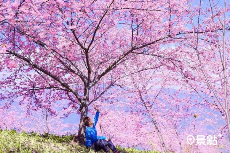 福壽山農場千櫻園開園時間公布，可安排走春賞花。（圖／ceimei）