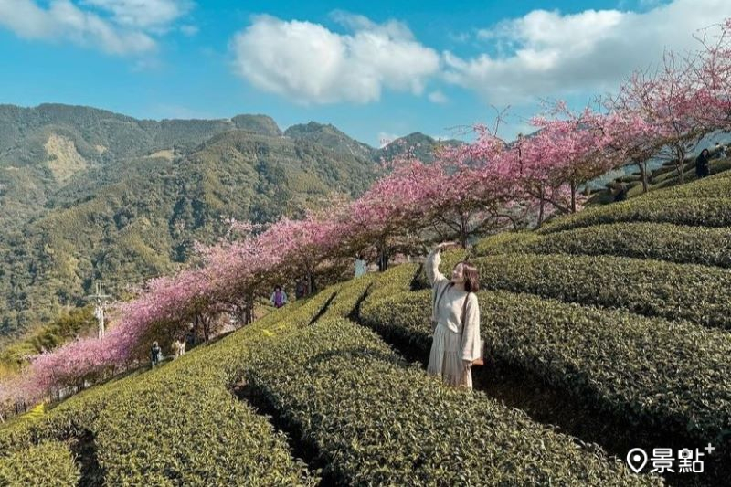 拍攝於2024年1月27日的南投竹山八卦茶園櫻花、茶園美景。（圖／yihsuanwu108）