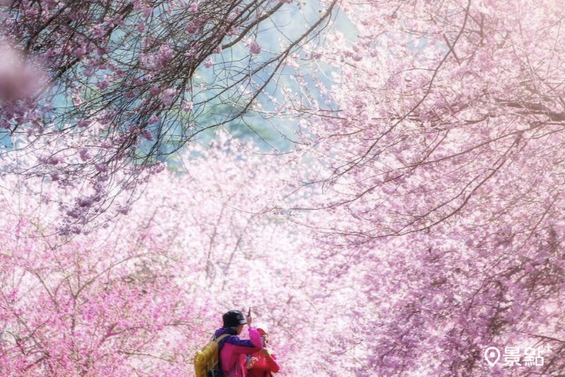 武陵農場櫻花季花期交通攻略懶人包！16000棵粉紅櫻花綻放大景2024走春必玩