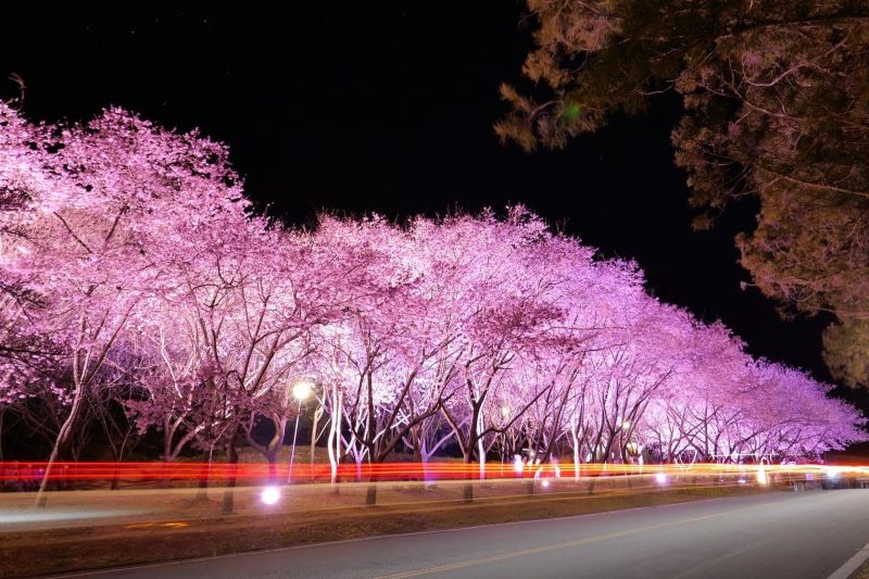 武陵農場櫻花季往年夜櫻美景。（圖／武陵農場）