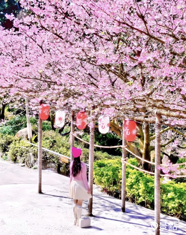天元宮櫻花美景。（圖 / ada_00170)