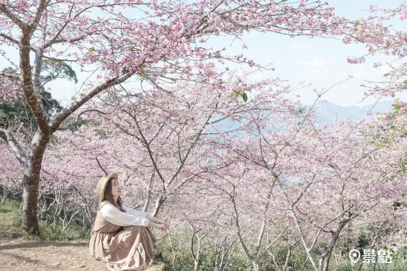 高雄桃源櫻花季寶山櫻花公園景色絕美，吸引人前往拍照打卡。（圖／miss9290）